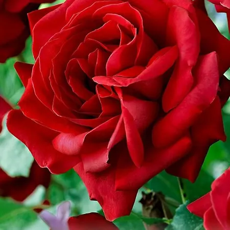 Apartment Haus Gerda *