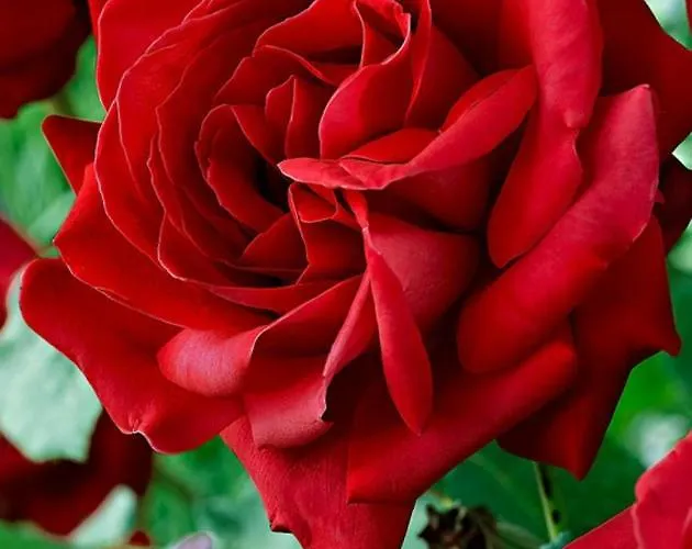 Lägenhet Haus Gerda *